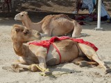 Camelfarn in Bahrain
